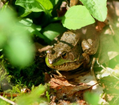 Woodland Frog in Warm Fuzzy Foliage tb0510pix.jpg
