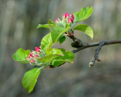 Early Apple Buds in Spring Mtns tb0510tex.jpg