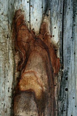 Deadwood with Unusual Features (Mothman Perhaps?) v tb0521tfx.jpg