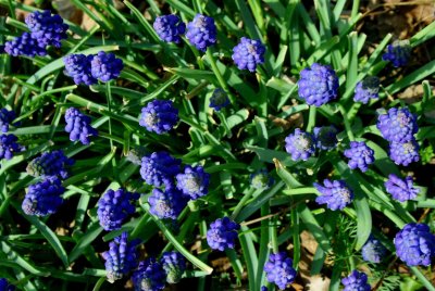 Patch of Grape Hyacinths in Sunshine tb0510sgx.jpg
