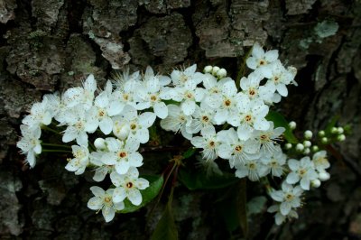 Fire Cherry Blossoms by RoughTree Bark tb0510pkx.jpg