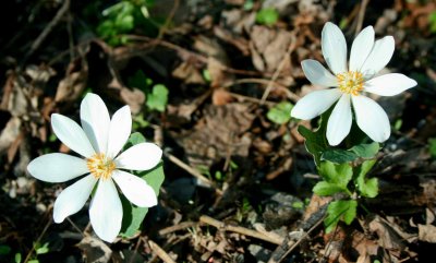 Brand New Twin Bloodroot Blooms in Mtns tb0510syx.jpg