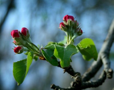 New Apple Buds on Sunny Spring Day tb0510prx.jpg