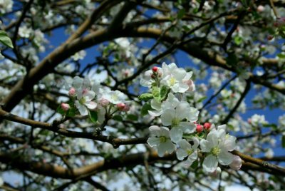 Cluster of New Apple Blooms on Blue Sky tb0514hcx.jpg