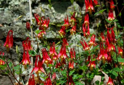 Patch of Wild Columbine in Spring Mtns tb0514hfx.jpg