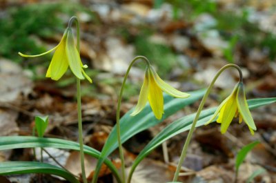 Bunch of Three Trout Lillies Blooming Out tb0514kdx.jpg