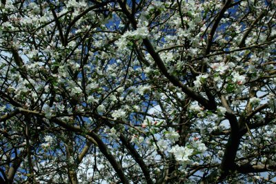 Hundreds of New Apple Blossoms Spring Day tb0514kax.jpg