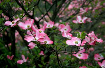 Pink Dogwood Blooming in Richwood Valley tb0514kix.jpg