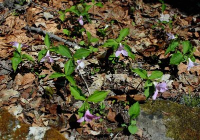 Scattered Pink Trilliums in Sunlit Mtns tb0514hsx.jpg