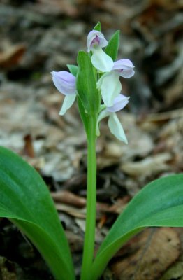 Showy Orchis Single with Pale Pink Caps v tb0521rbx.jpg