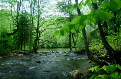 Baranshe Creek Meets Cranberry River tb0521rnx.jpg