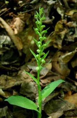 Coeloglossum Orchid Blooming with Leaves v tb0521sjx.jpg