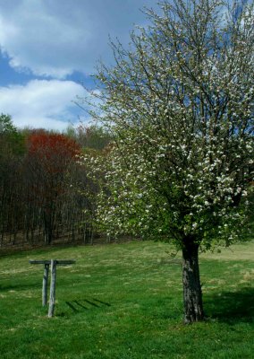 Apple Tree Blooming by Wooden Rack v tb0514wcx.jpg