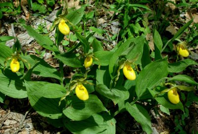 Several Yellow Ladies in Nice Cluster tb05215tzx.jpg