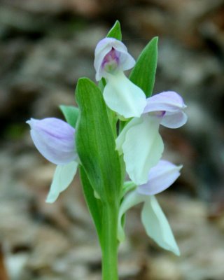 Light Toned Showy Orchis Blooms in Mtns tb0521wjx.jpg