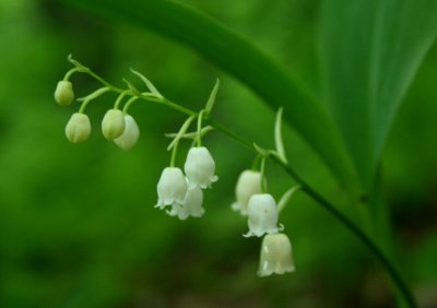 Lily of the Valley Blooming in WV Mtns tb0610fdx.jpg