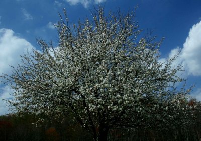 Select Apple Tree Blooming Tween Clouds tb0514wyx.jpg