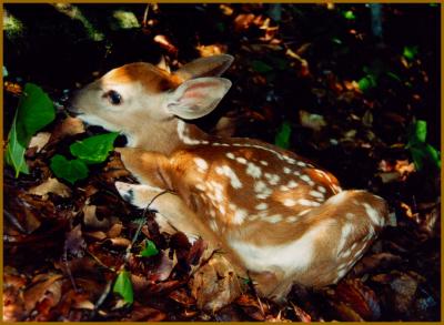 Fawn in Woods Kennison Mtn tb0501.jpg