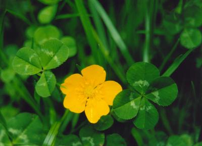 Four Leaf Clover - Buttercup tb0501.jpg