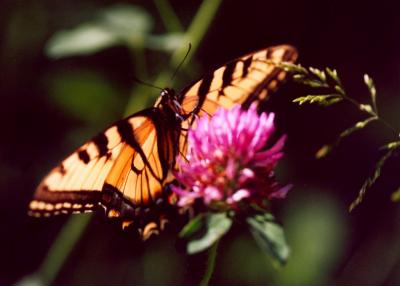 Butterfly - Yellow Swallowtail on Clover TB0605.jpg