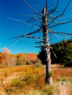 Charles Creek Fall - Dead Tree - BSky V tb1098.jpg