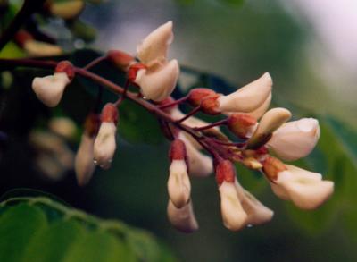 Locust Blooms with Raindrops 1 TB0500.jpg