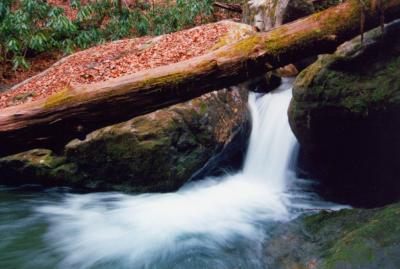 Jakeman Run - Big Log - Whitewater tb1101.jpg