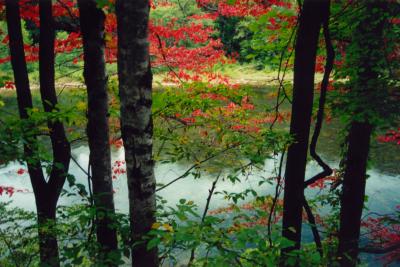 Greenbrier River Foliage - Red  Green tb0902.jpg
