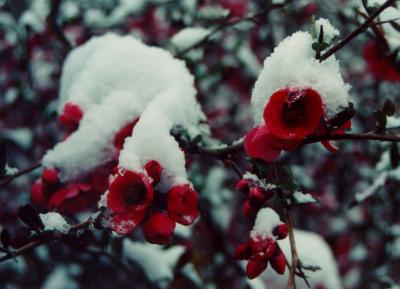 Quince Blooms in Spring Snow tb0404.jpg