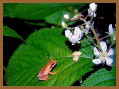 Tree Frog on Blackberry Leaves tb0701.jpg