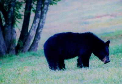 Black Bear Chewing Chesnuts in Field TB1005.jpg