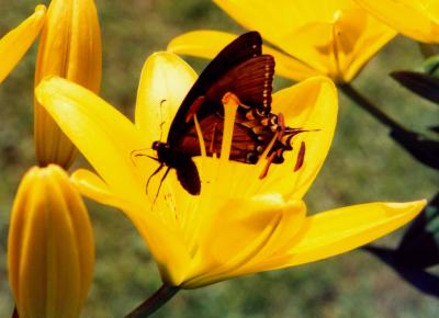 Pipevine Swallowtail on Yellow Lillies tb0898.jpg