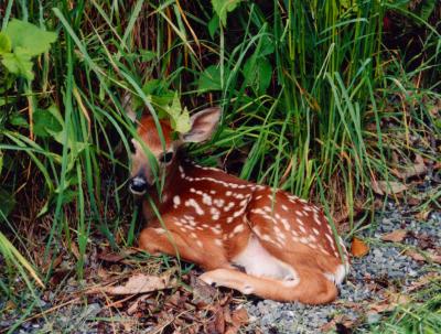 Fawn Along Road Kennison Mtn tb0501.jpg