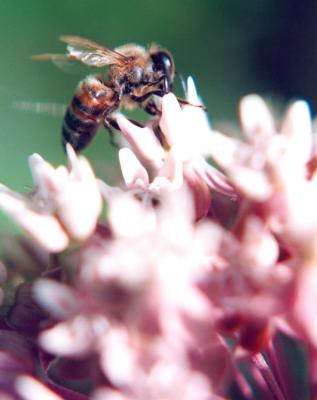 Honey Bee on Milkweed Bloom 0797.jpg
