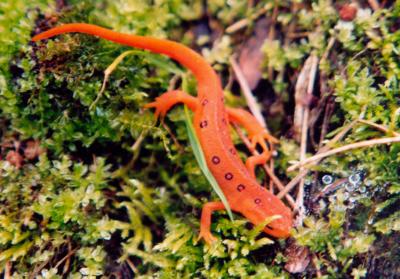 Salamander in Mossy Woods tb0500.jpg