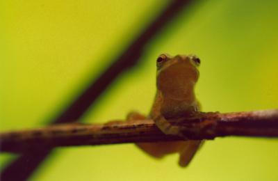 Tree Frog on Crossed Limbs - Frontal TB0605.jpg