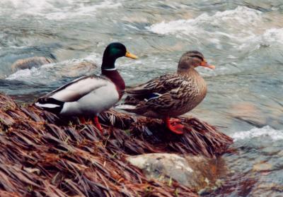 Mr  Mrs Mallard Duck by River tb0495.jpg