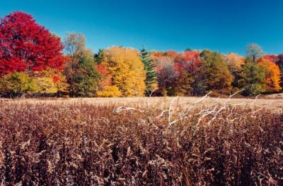 Old PR Camp Field - Fall Colors - Sunny tb1098.jpg