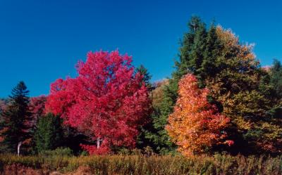 Bear Run Field - Colored Trees - Sky tb1097.jpg