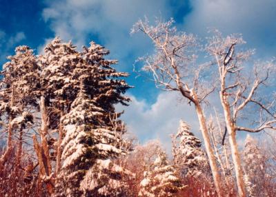 Scenic Trace Winter - Snowy Spruce CR tb1201.jpg