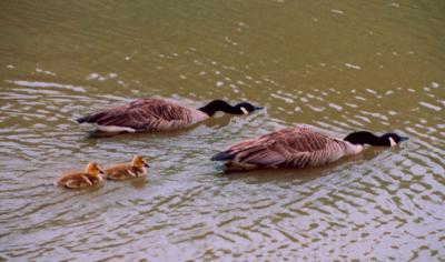 Canadian Geese - 2 Ads  2 Young tb0805.jpg