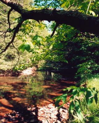 Day Run Lush Stream Scene V CR tb0602.jpg