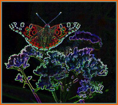 Painted Lady Butterfly on Boneset Csk Bdrs TB0905.jpg