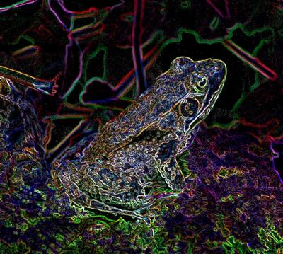 Woodland Green Frog -  CR CSK tb0704.jpg