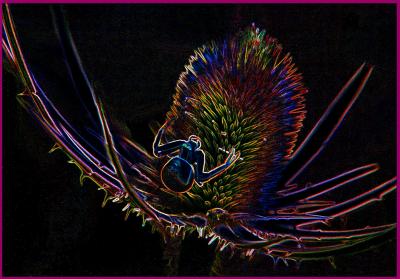 g3/73/522673/3/57493558.CrabSpideronThistleBitsWebCSktb0800.jpg