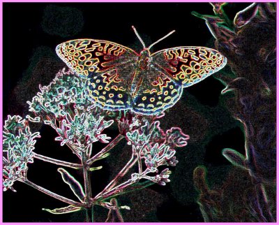 Fritillary Butterfly on Joe-Pye CSK tb0797.jpg