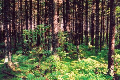 Spruce Forest Gaudineer Knob tb1007.jpg