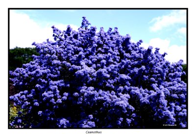 00222 Ceanothus.jpg