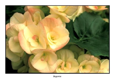 00069 Begonia.jpg