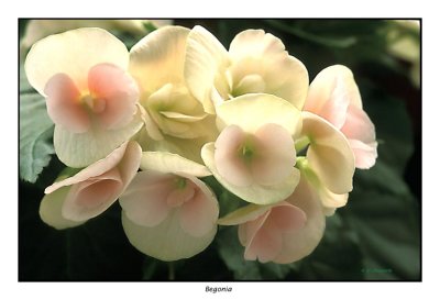 00071 Begonia.jpg